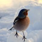 L'oiseau dans la neige