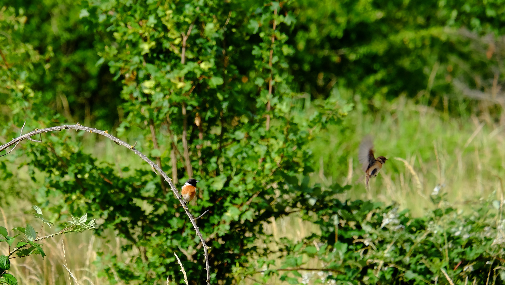 l'oiseau dans son élément naturel