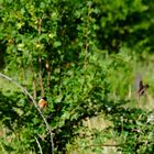 l'oiseau dans son élément naturel