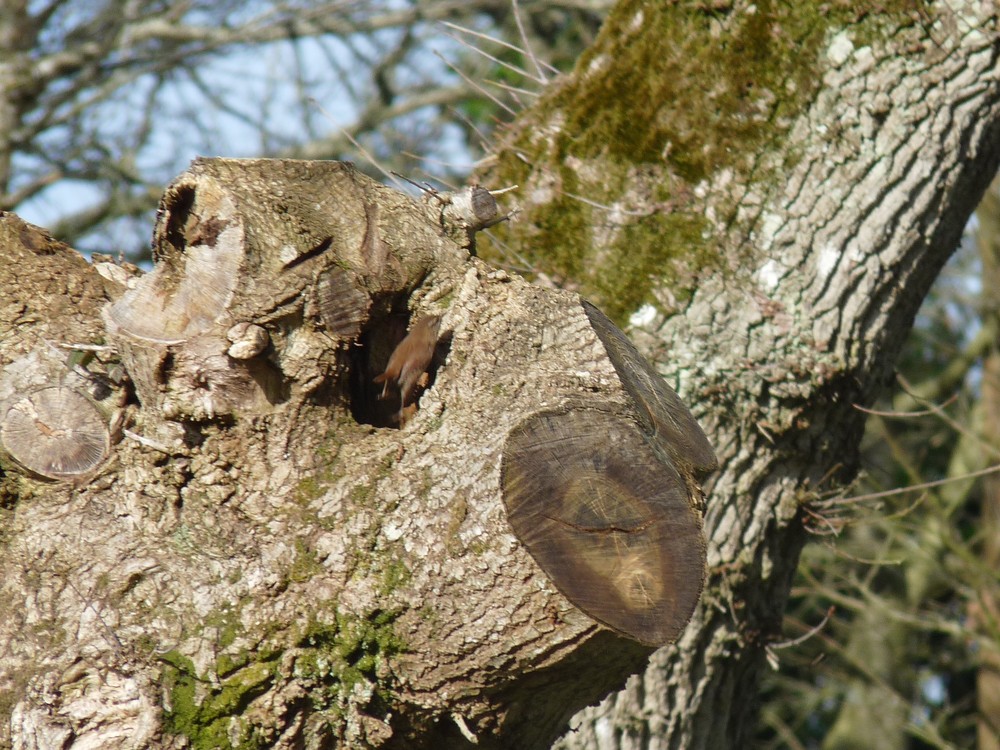 L'oiseau dans un arbre