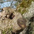 L'oiseau dans un arbre