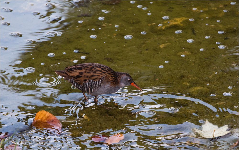 L'oiseau d'automne 