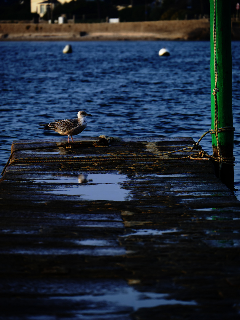 l'oiseau de la cale