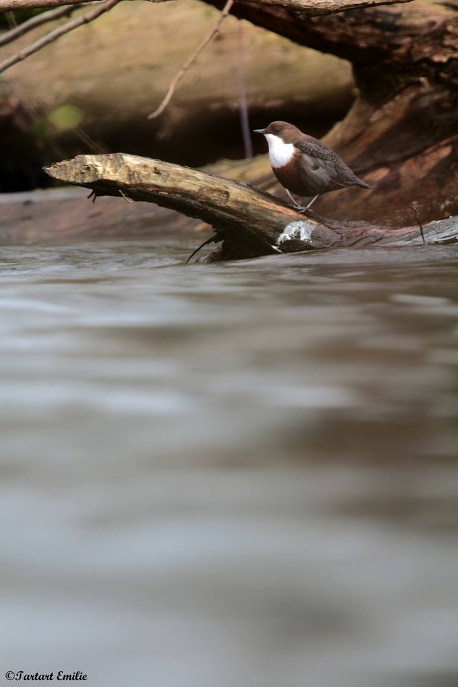 L'oiseau de la rivière photo et image animaux, animaux sauvages, oiseaux Images