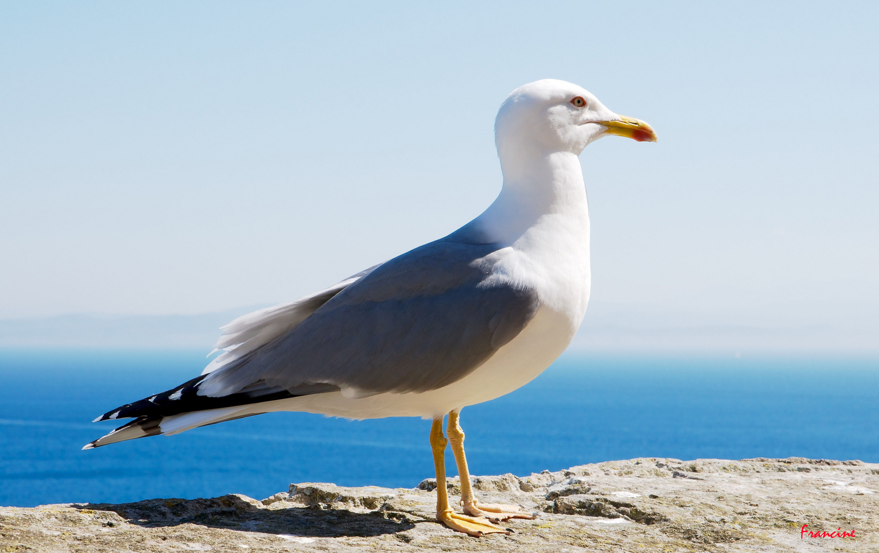 L'oiseau de mer, le Goéland argenté ... (2)