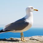 L'oiseau de mer, le Goéland argenté ... (2)