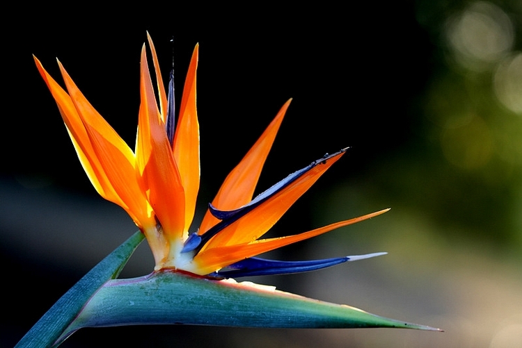 l'OISEAU DE PARADIS FAIT LE BEAU