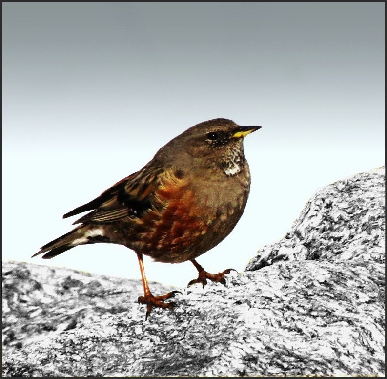 L'Oiseau des Cîmes