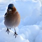 l'oiseau des neiges