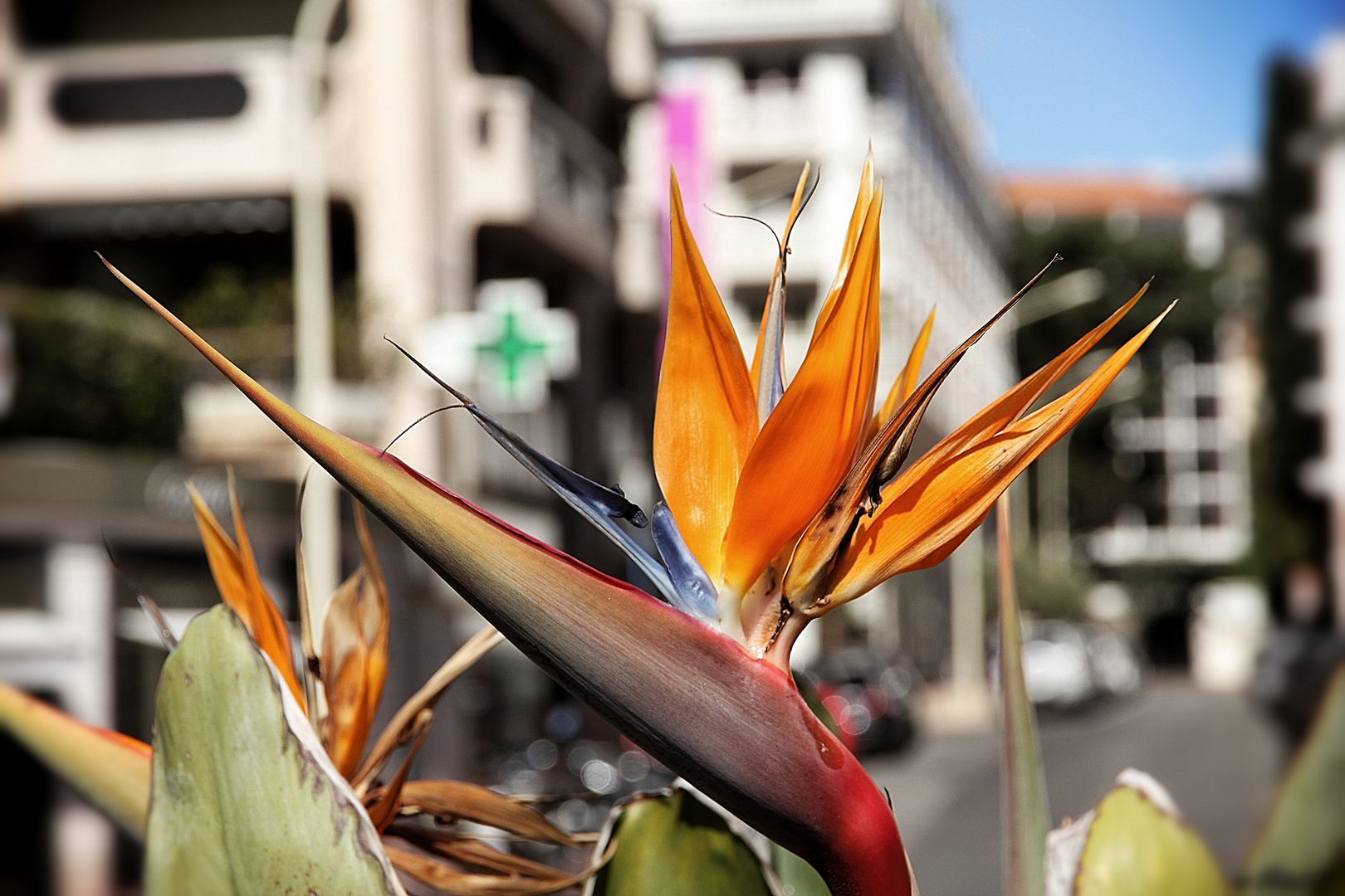 L'oiseau du paradis ou Strelitzia