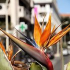 L'oiseau du paradis ou Strelitzia