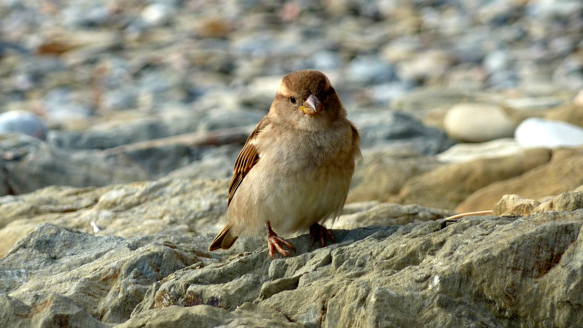 L'oiseau