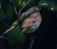 L'oiseau et la lune