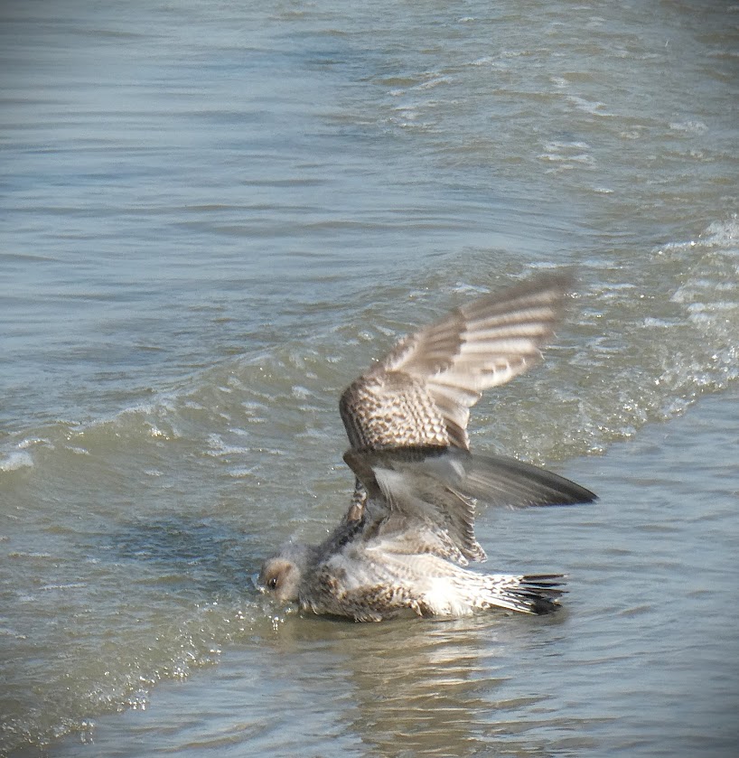 L'oiseau et la mer