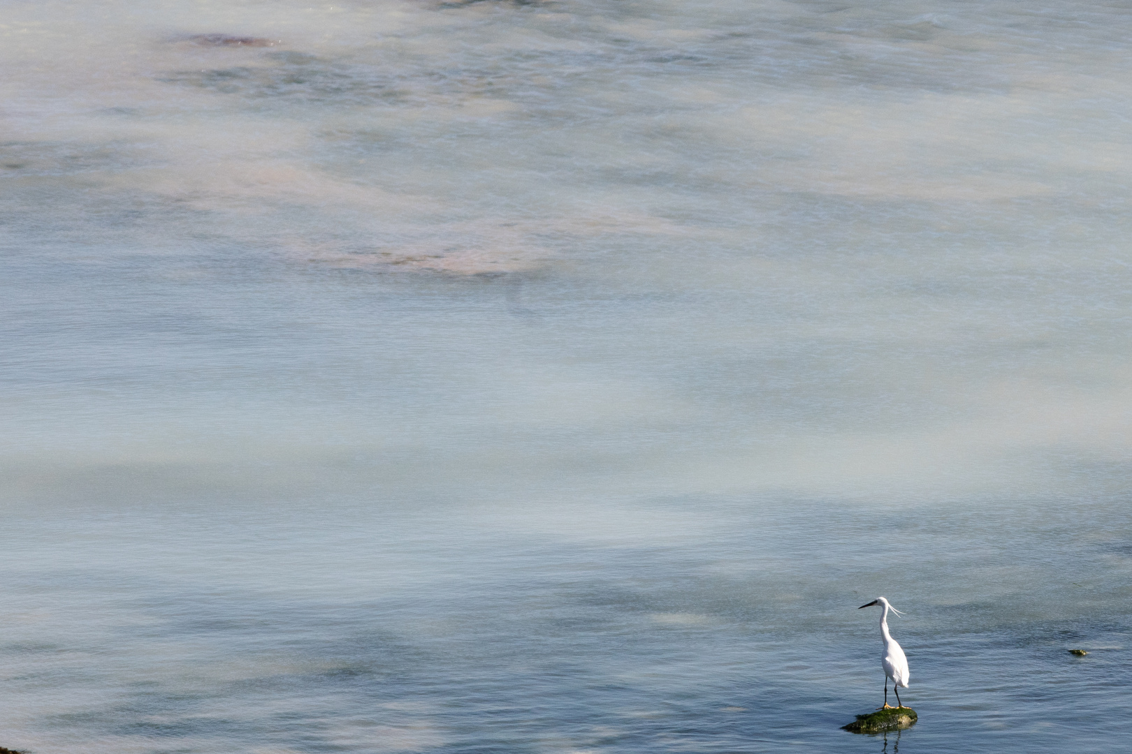 Loiseau Et La Mer Photo Et Image Animaux Animaux