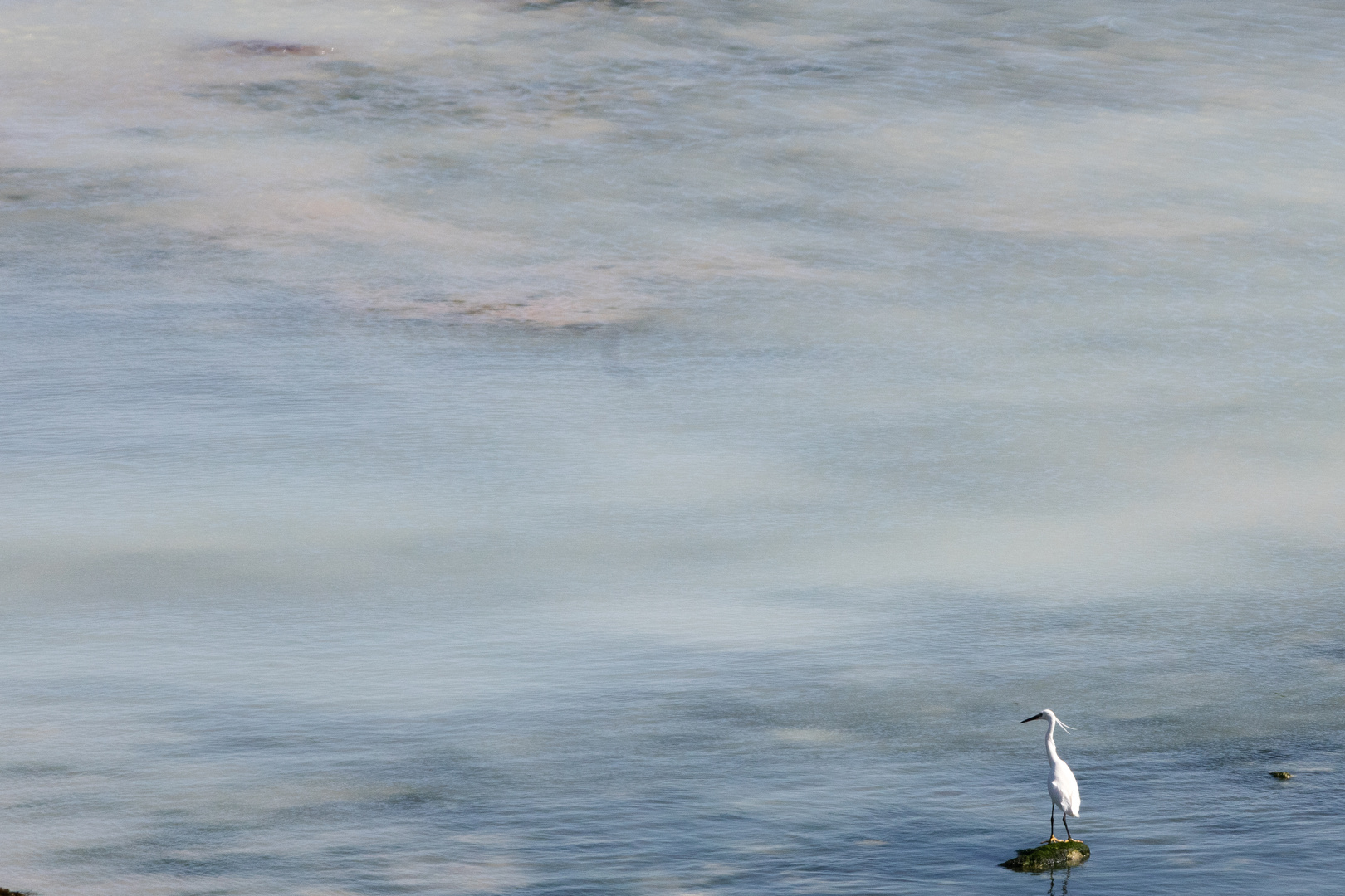 l'oiseau et la mer