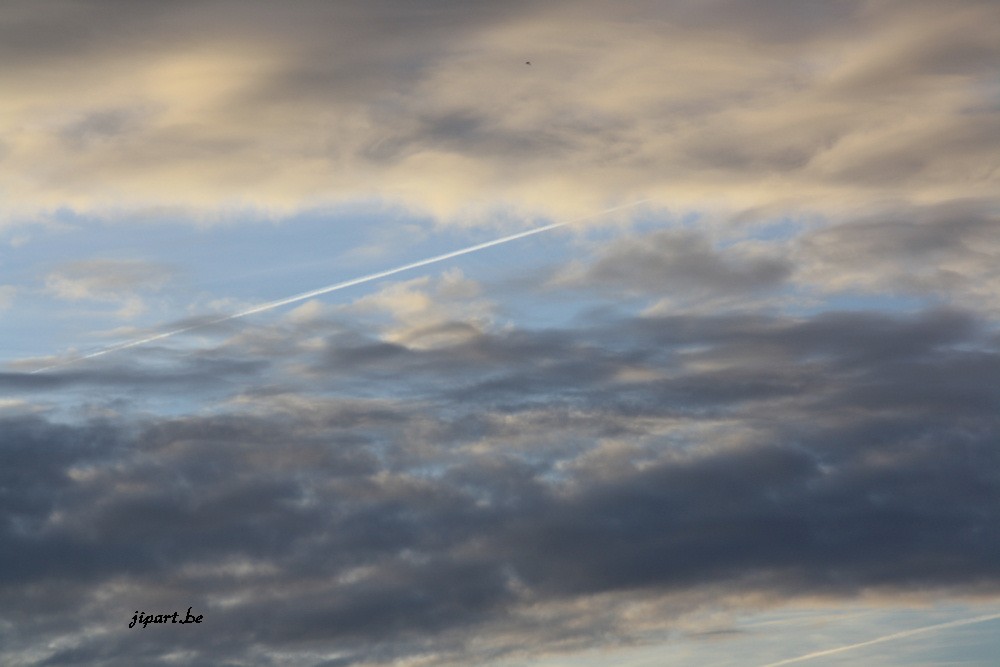 L'oiseau et l'avion