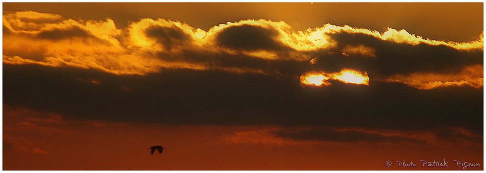 L'oiseau et le coucher du soleil