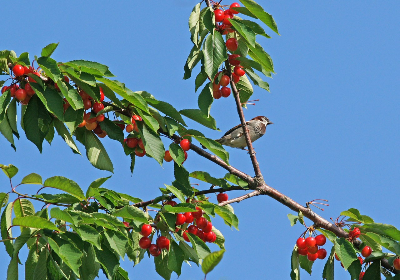 L'oiseau ... et les cerises ....