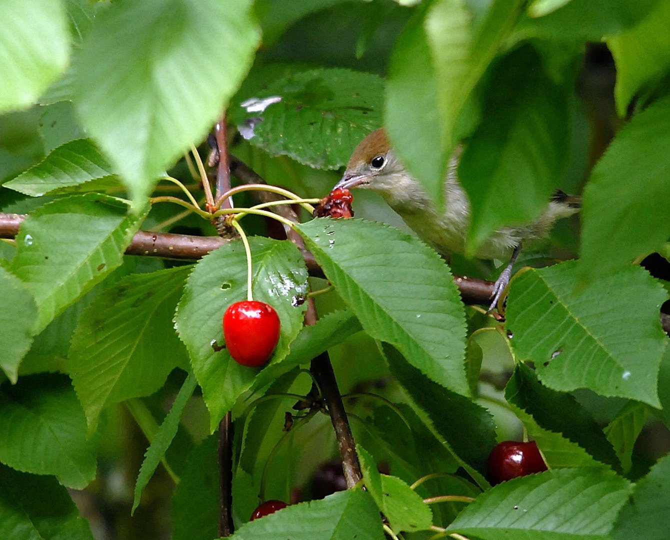 L'oiseau ... gourmand ...