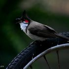 l'oiseau la réunion 02