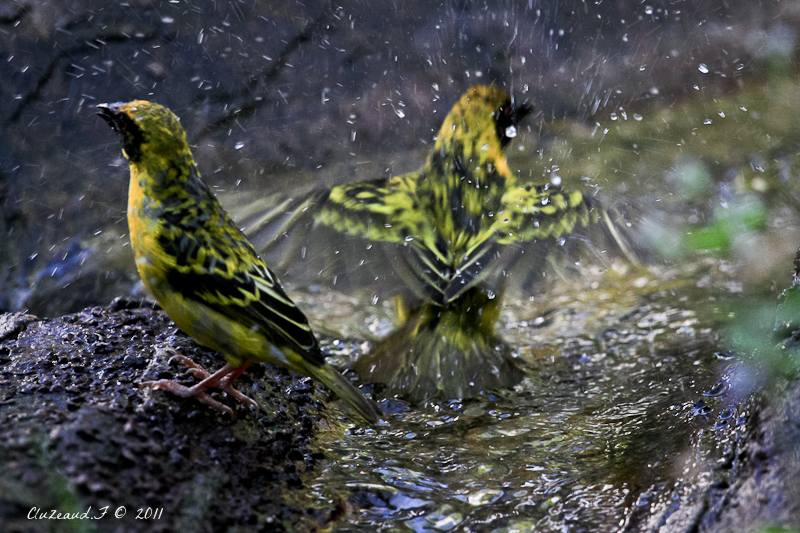 l'oiseau la réunion 05