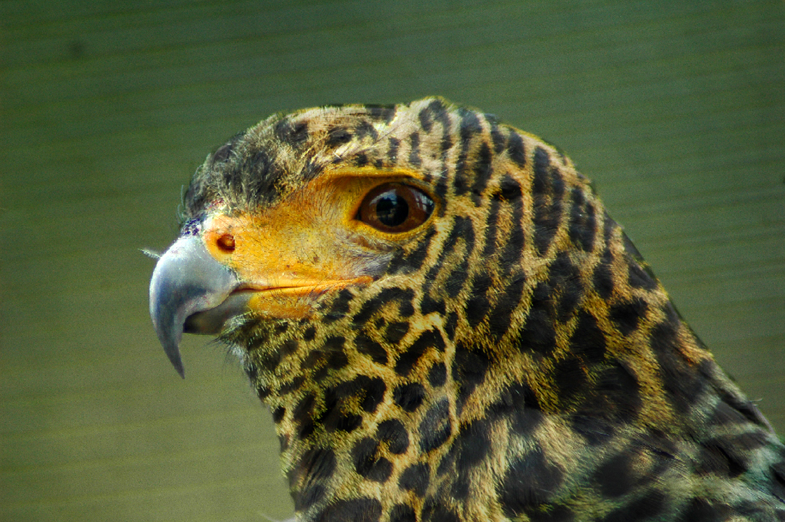 L'oiseau léopard