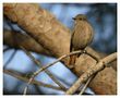 L'oiseau libre ............ von jean philippe 