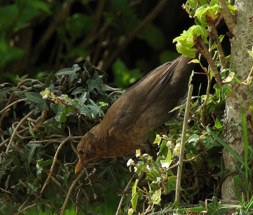 L'oiseau (Merlette)