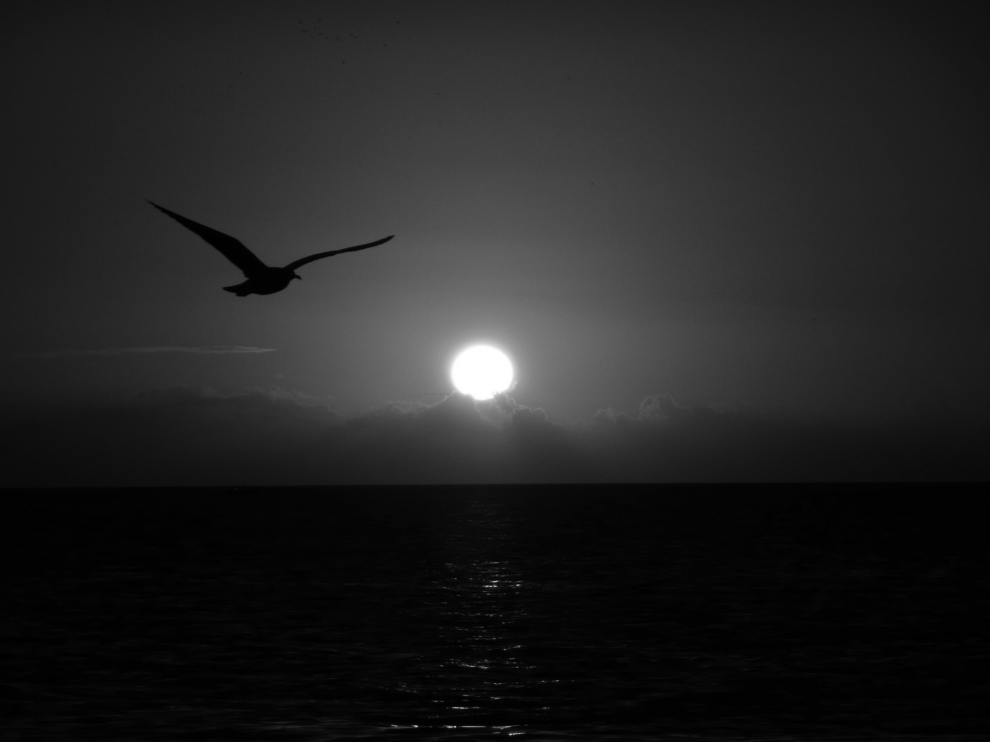 L'oiseau noir au soleil couchant