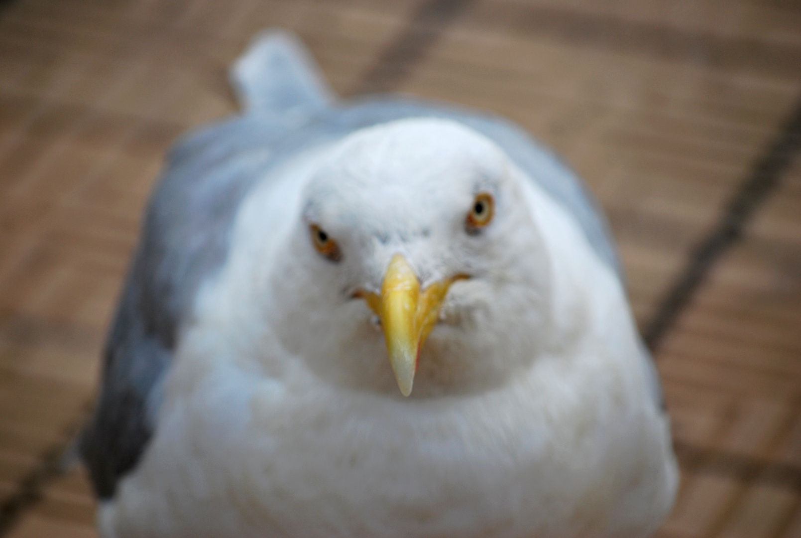 L'oiseau par l'odeur attiré s'en vint nous voir esperant quelques pitances