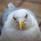 L'oiseau par l'odeur attiré s'en vint nous voir esperant quelques pitances