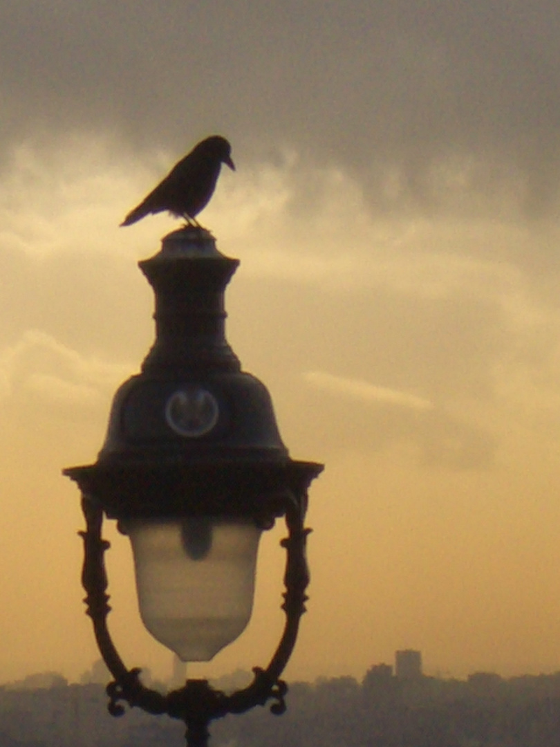 L'oiseau Perché