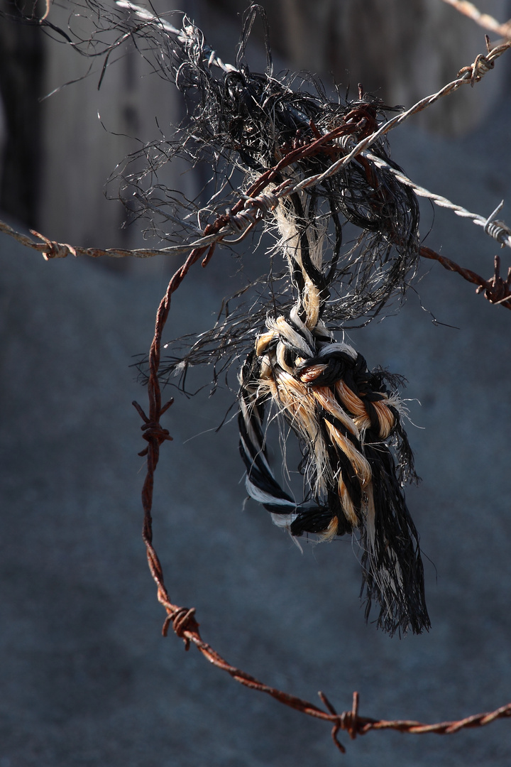 l'oiseau pris au piège