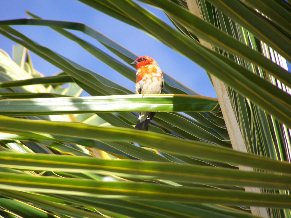 L'oiseau rouge