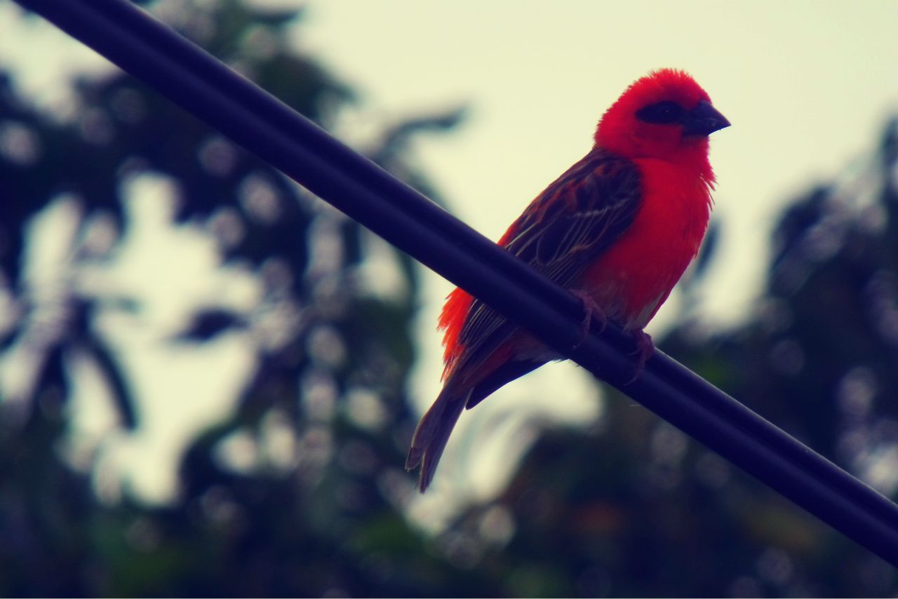 L'oiseau Rouge