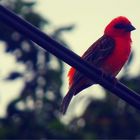 L'oiseau Rouge