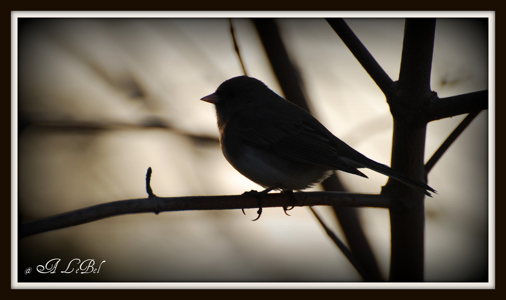 L'oiseau songeur