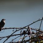 l'oiseau songeur