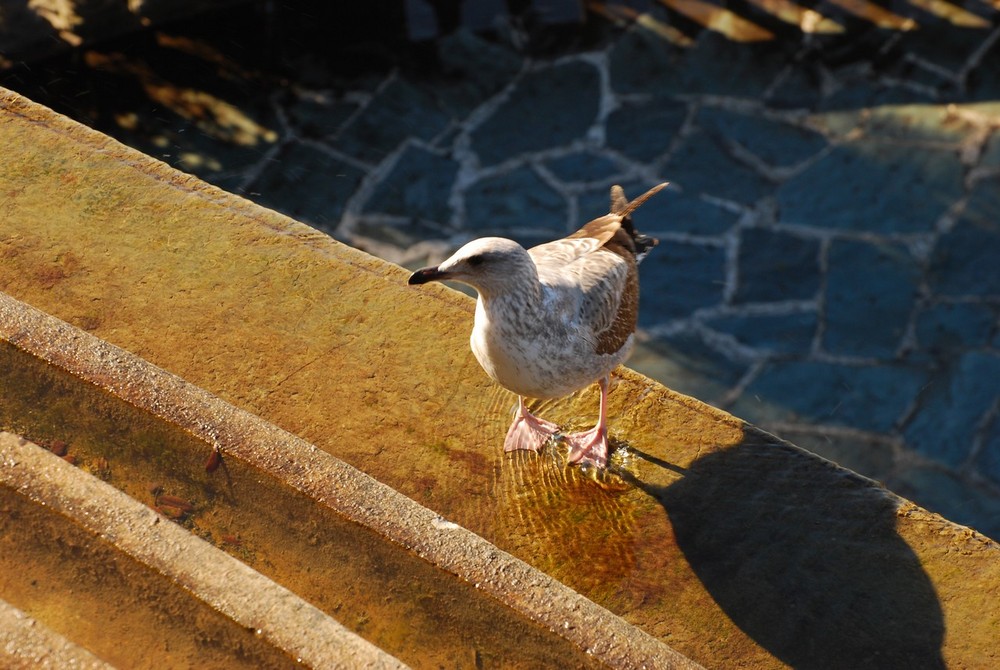 L'oiseau songeur