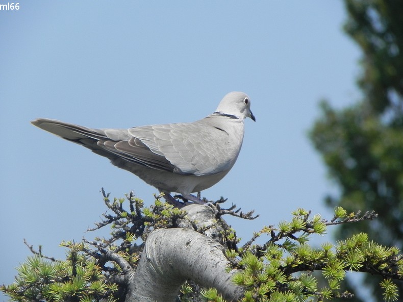 l'oiseaux perché