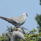 l'oiseaux perché