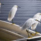 Loitering Herons