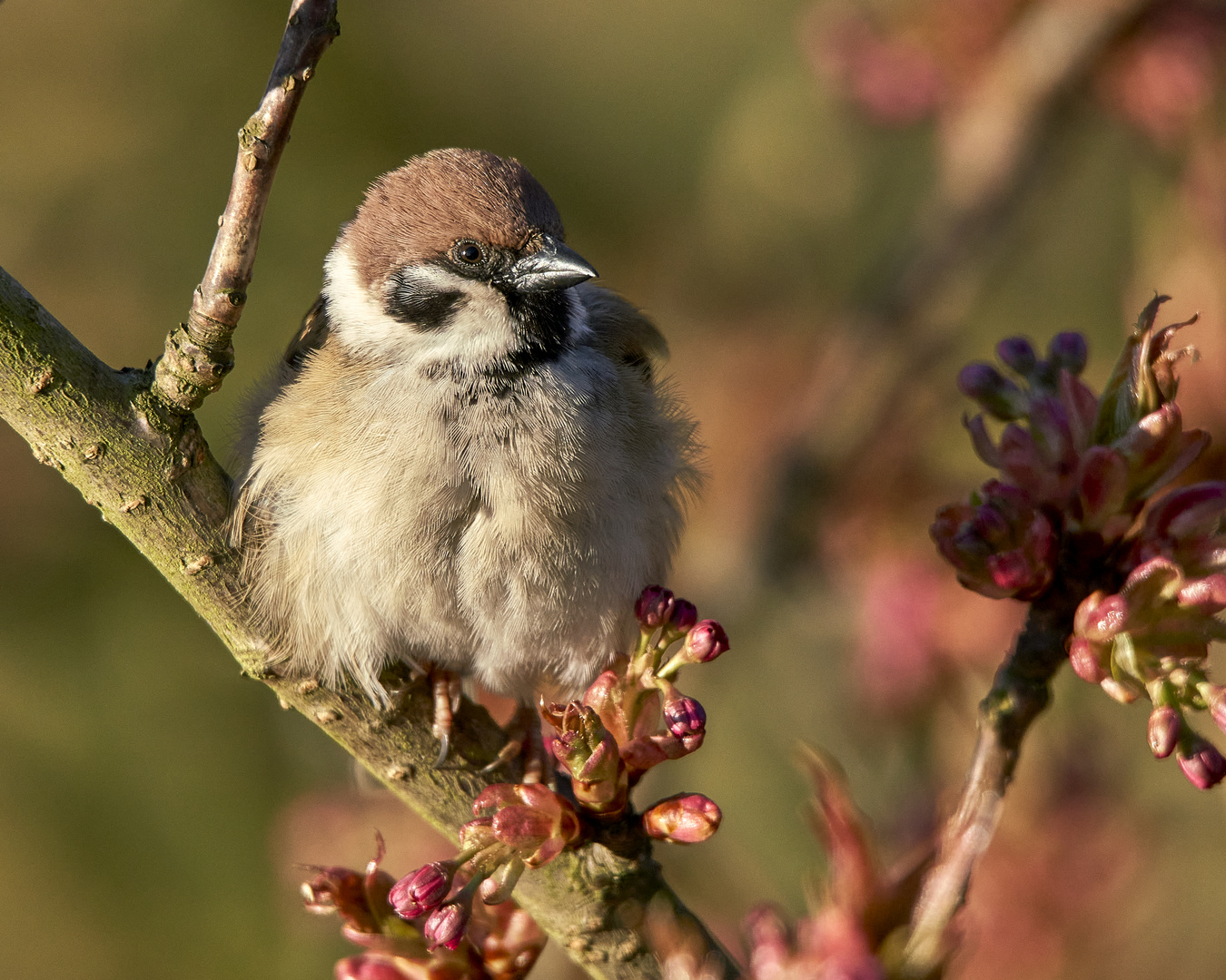   Lokales Foto aus meinem Garten Nr. 2