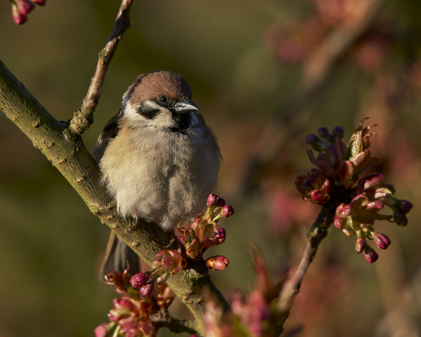  Lokales Foto aus meinem Garten Nr.1