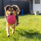 Loki beim Hundesport