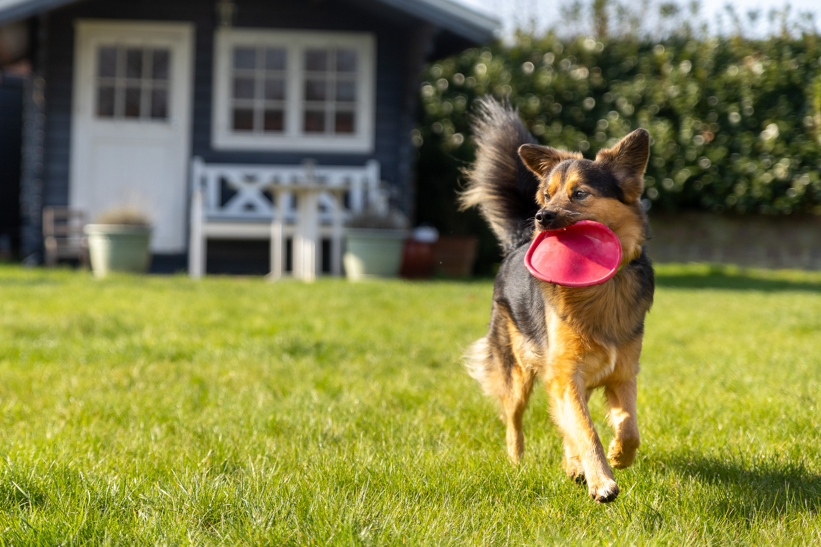 Loki beim Hundesport