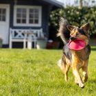 Loki beim Hundesport