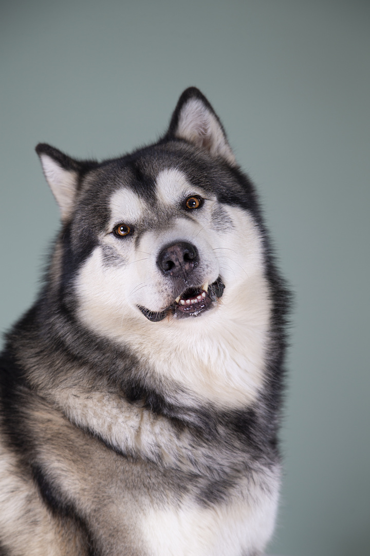 Loki ein Traum von Hund