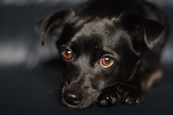 Loki -kleiner Mischlingshund